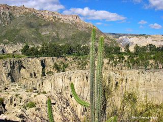 San Pedro Kaktus wächst in den Anden Perus – Echinopsis pachanoi