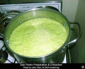 San Pedro Kaktus Zubereitung – traditionelle Methode für Meskalin-Tee