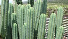 San Pedro Kaktus: Informationen und Anwendungsratgeber