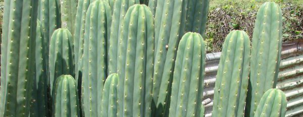 San Pedro Kaktus: Informationen und Anwendungsratgeber