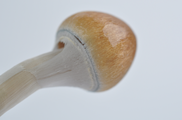 Pilze erntereif Magic Mushrooms jetzt ernten!