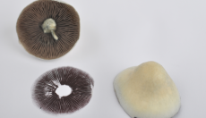 Magic Mushroom Sporen für die Mikroskopie vorbereiten