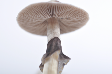 Weit geöffneter Magic-Mushroom-Hut nach dem Sporenabwurf
