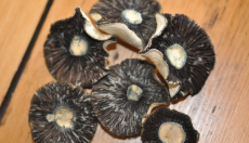 Warum enthalten Magic-Mushroom-Sporen kein Psilocybin?