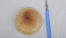 Mushroom Prints | Making a Mushroom print Mushroom Prints | Making a Mushroom print