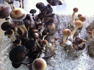 Mit Sporen bedeckte Pilze | Schwarze Pilze