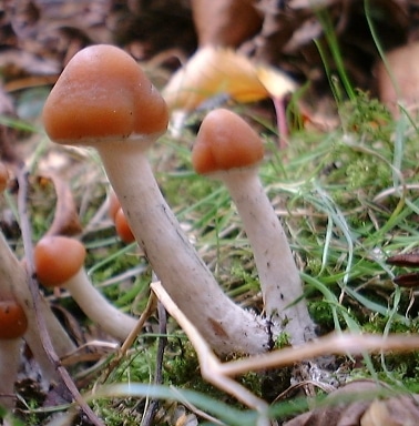 stärkste Zauberpilz-Art