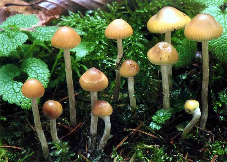Psilocybe bohemica