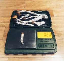 Was ist Microdosing? Der komplette Guide zum Microdosing mit Psilocybin