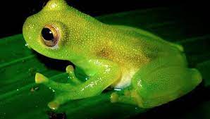 Riesenmakifrosch aus dem Amazonas