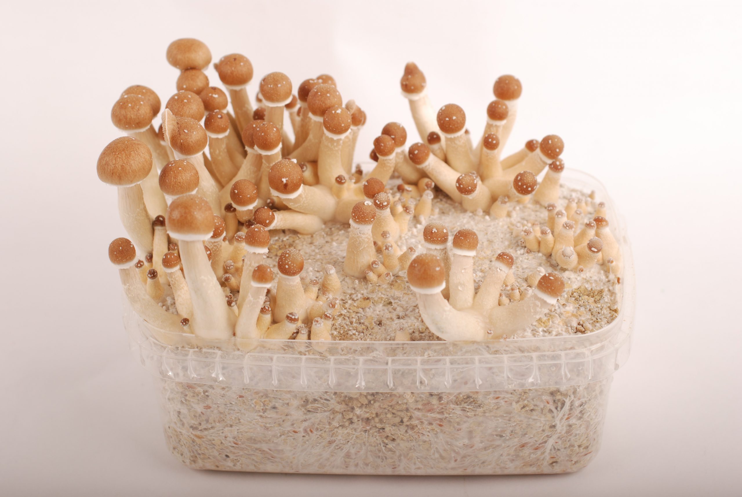 Reife Psilocybe-cubensis-Pilze in der Fruchtungsphase – das Ergebnis, wenn du Magic Mushrooms erfolgreich durch den gesamten Zyklus selbst züchtest