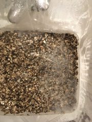 Cobweb-Schimmel auf einem Magic-Mushroom-Growkit