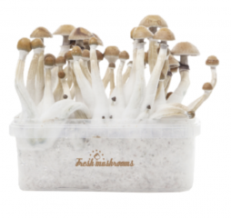 FreshMushrooms Growkit Tipps: Wässern, Besprühen, Frischluft & zweiter Flush (Update 2026)