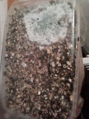 Grüner Schimmel im Pilz-Growkit: Sporulationsphase von Trichoderma harzianum