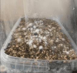 Guter weißer Schimmel (gesundes Myzel) in einem Growkit
