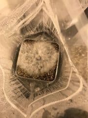 Grauer Cobweb-Schimmel auf einem Pilz-Growkit