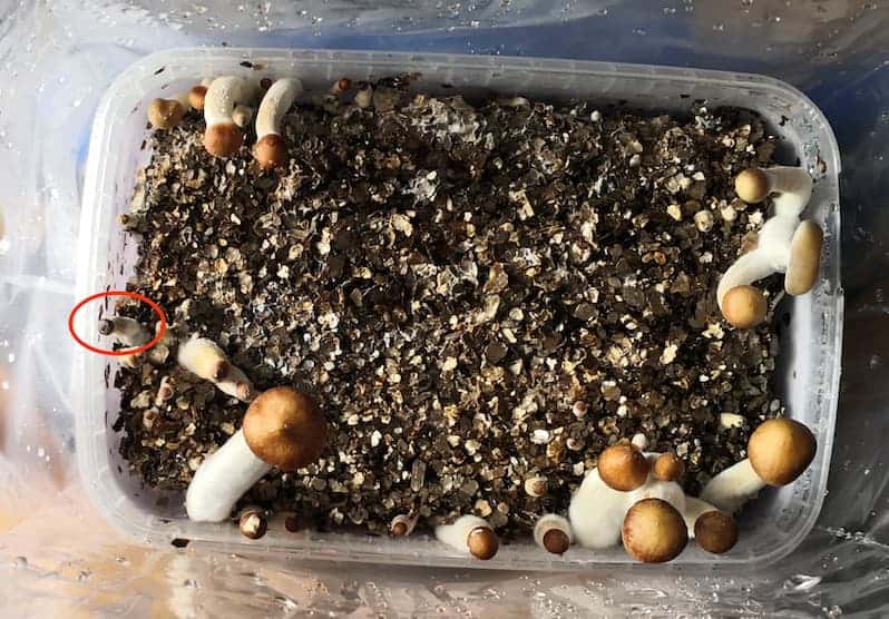 Beispiel für einen Magic-Mushroom-Abort
