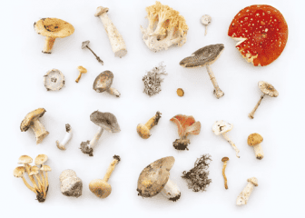 Magic Mushrooms & Trüffel Sorten Guide