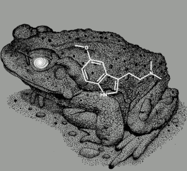 Im Fokus: Die Bufo-alvarius-Kröte – 5-MeO-DMT, Zeremonien & Artenschutz (Update 2026)