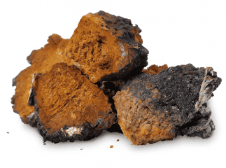 Chaga Heilpilze Inonotus obliquus an einer Birke