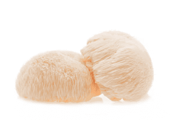 Heilpilze Lion's Mane Igelstachelbart Hericium erinaceus
