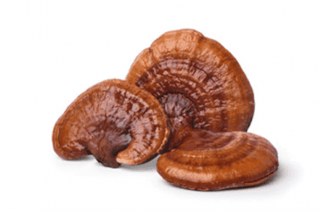 Reishi Heilpilze Ganoderma lucidum