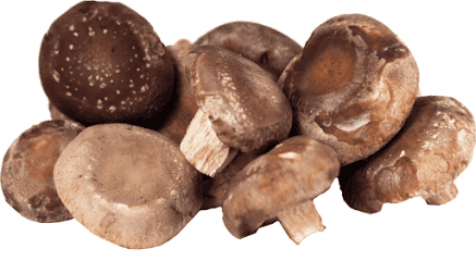 Shiitake Heilpilz Nahrungsergänzung