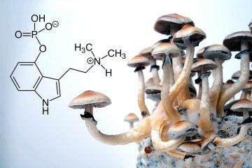 Psilocybin: Durchbruch in der Behandlung psychischer Erkrankungen oder bloß 'magisches' Denken? 