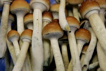 Psilocybe cubensis Pilze in einer Zuchtschale – Kontext Psilocybin-Entkriminalisierung in Oregon