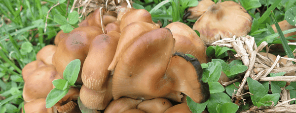 Psilocybe caerulescens – der heilige Derrumbe-Pilz der Mazateken