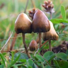 Wilde Psilocybin-Pilze im Zusammenhang mit der Debatte um die Entkriminalisierung in Oregon