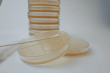 Swab auf Agarplatte