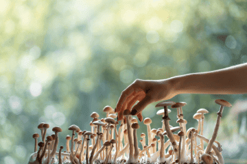Dud Flushes: Warum manche Pilze aus Growkits keine Wirkung haben