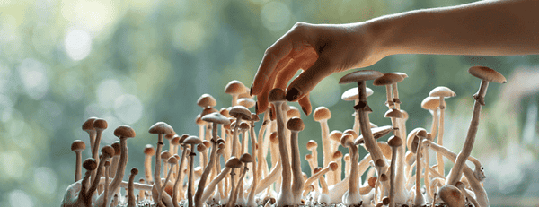 Dud Flushes: Warum manche Pilze aus Growkits keine Wirkung haben