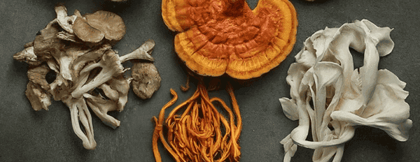 Vitalpilze Forschung 2026: Turkey Tail, Lion's Mane und was die neue Wissenschaft zeigt