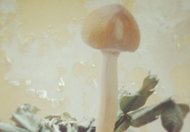 Qu'est-ce que les champignons magiques ? Science, espèces et fonctionnement