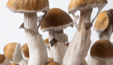 Psilocybe Cubensis - Champignons magiques