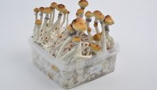 Tout savoir sur les champignons magiques PES Amazonian