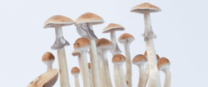 Champignons magiques Treasure Coast