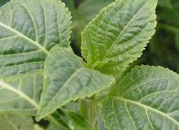 Feuilles fraîches de salvia divinorum