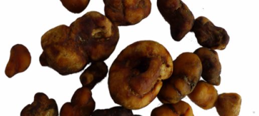 Guide de dosage des truffes magiques — Quelle quantité prendre ? (Mise à jour 2026)