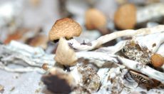 Comment sécher et conserver des champignons magiques : pourquoi le séchage à l'air libre préserve le mieux la puissance