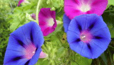 Graines de Morning Glory : LSA, histoire, effets et préparation