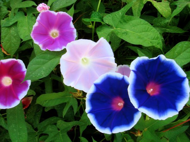 graines de morning glory