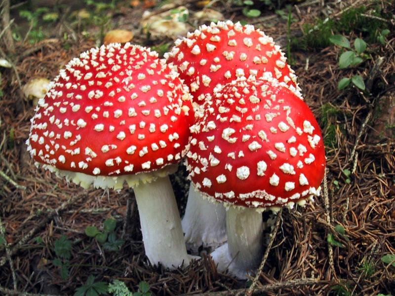 champignons magiques trouvés dans le jardin de la reine Elizabeth