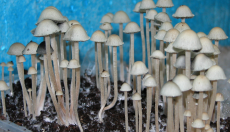 Espèces de champignons magiques