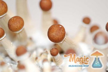 Champignons magiques mexicains