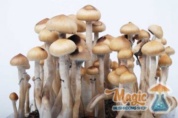 Champignons magiques mexicains