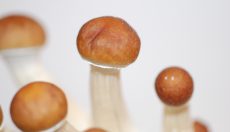 Tout savoir sur le champignon magique Cambodian
