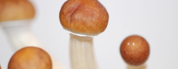 Tout savoir sur le champignon magique Cambodian